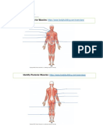 Anterior and Posterior Muscles