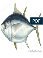 Tuna Bigeye