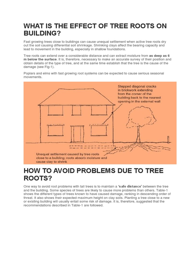 Tree Roots: Impact on Buildings | PDF