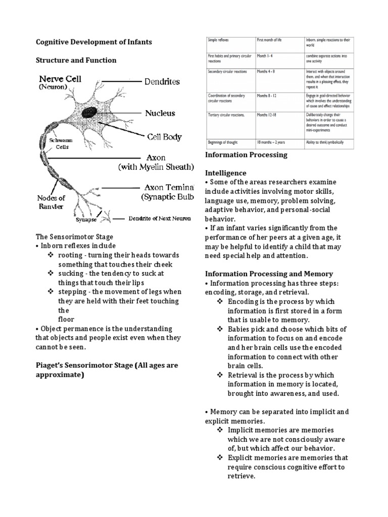 Cognitive Development of Infants Structure and Function | PDF | Memory ...