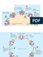 Transporte de Glucosa