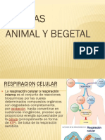 Celula Animal y Begetal
