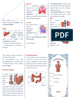 Triptico El Cuerpo Humano