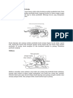 Sistem Peredaran Darah