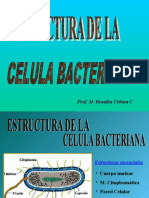 (6435) Celula Bacteriana