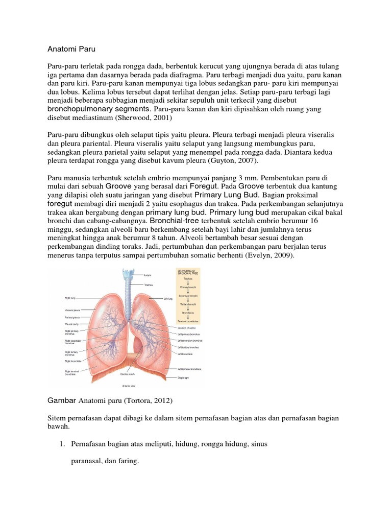 Selaput yang membungkus paru paru disebut