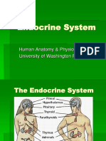 Endocrine System (1).ppt