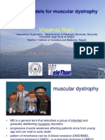 Animal Models For Muscular Dystrophy