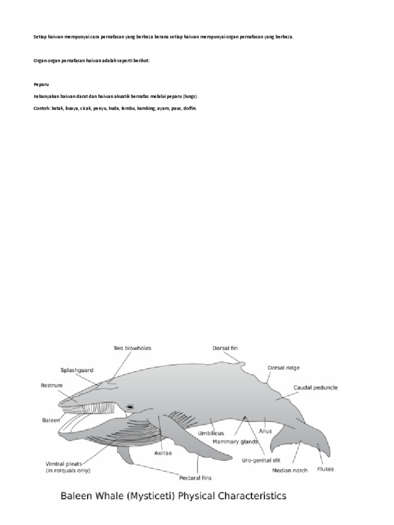 Organ Pernafasan Haiwan Tahun 4 Ikan Paus
