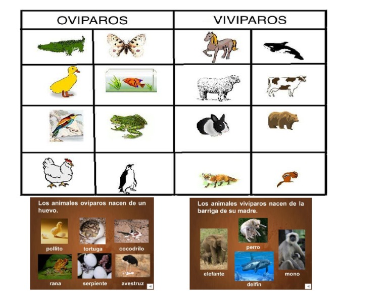 Animales Oviparos y Viviparos PDF