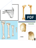 Huesos DELCUERPOHUm OSPARATAREAS