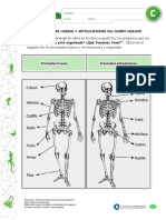 Principales Huesos Del Cuerpo Humano