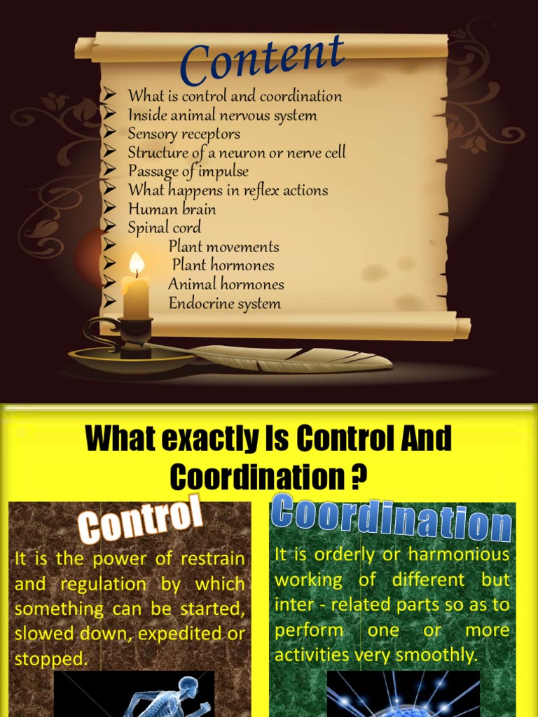 Control and Coordination in Animals | PDF | Brain | Nervous System