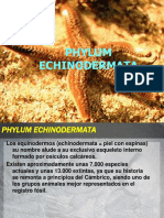 Echinodermos: Características y Clases Principales