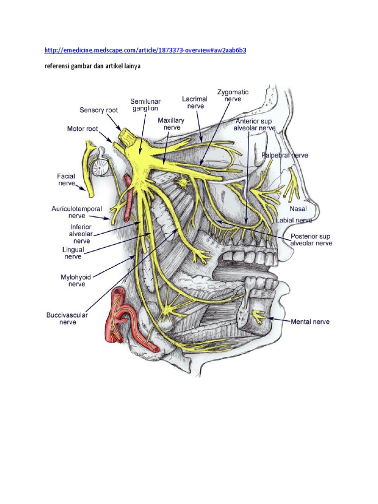 N.trigeminus | Animal Anatomy | Nervous System