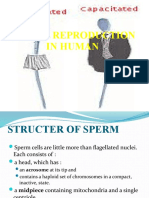 Sexual Reproduction in Human
