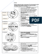 Stages of Mitosis