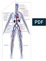 Sistemul circulator.doc