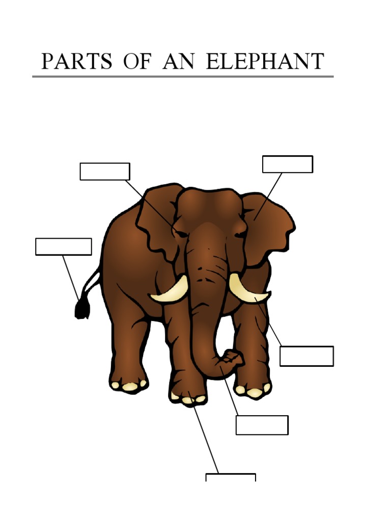 Parts of Animals PDF