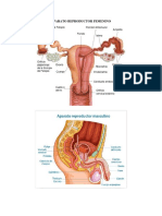 APARATO REPRODUCTOR FEMENINO.docx