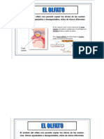 Partes Del Olfato