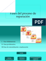 Repaso Fases Del Proceso de Reparación