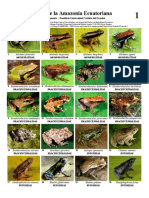 193_Ecuador_Amphibians_1.pdf