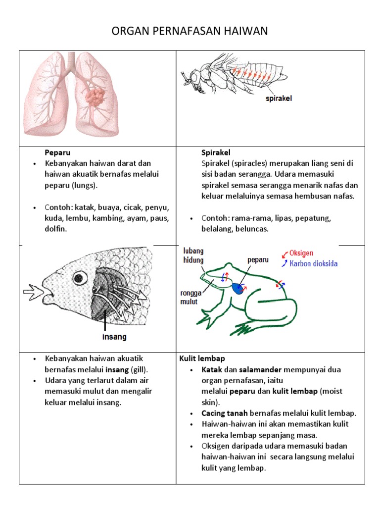 Organ Pernafasan Haiwan Pdf