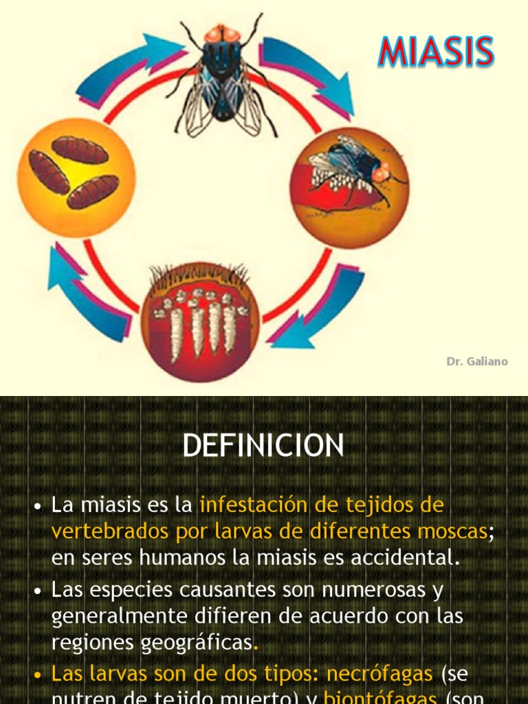 Miasis - Dermatosis de Gestacion | PDF | Mosca | El embarazo