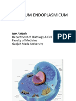 Reticulum Endoplasmicum Ans
