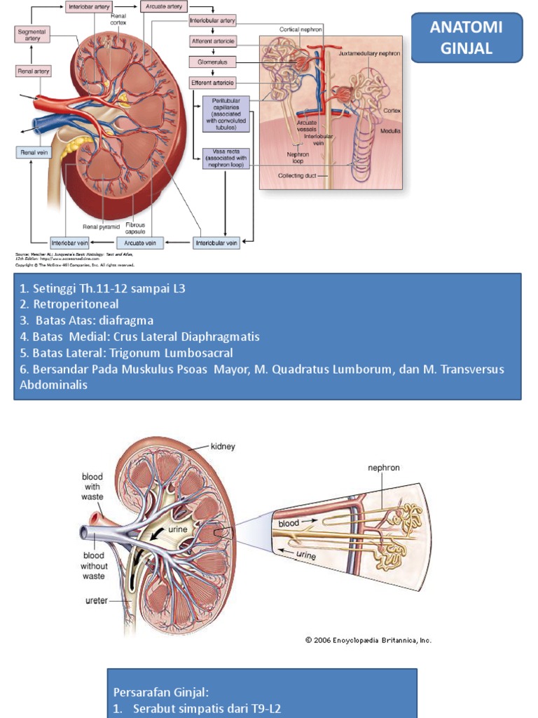Download 550 Koleksi Gambar Ginjal Ureter Dan Uretra  