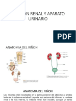 expo riñón.pptx