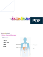 Sistem Eksresi (Pembuangan) Manusia