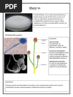 Atlas de Hongos