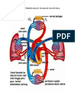 Sistem Peredaran Darah Manusia