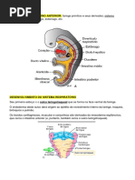 Desenvolvimento Do Sistema Respiratório 