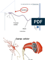 Imagenes de Partes del Cuerpo