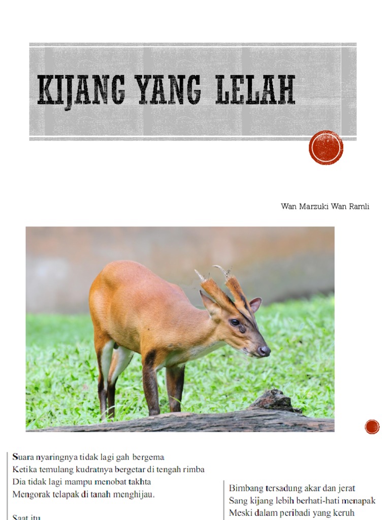 Kijang Yang Lelah