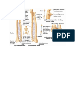 Proximal Lateral View