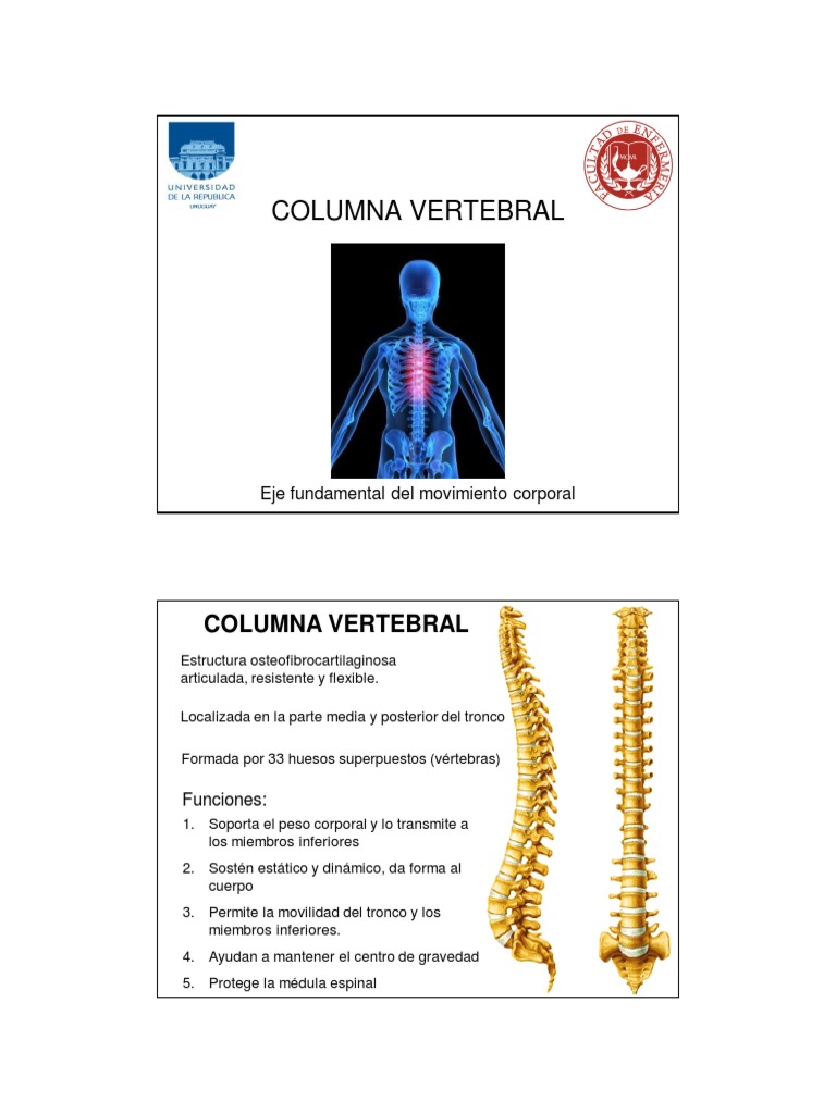 Estructura y Funciones de la Columna Vertebral | PDF | La columna ...