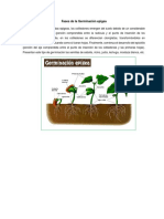 Fases Germinación epigea e hipogea