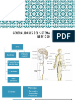 1.Generalidades Del Sistema Nervioso