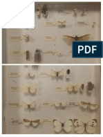 Appunti Riconoscimento Insetti Entomologia Agraria
