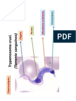Protozoarios Uzu PDF