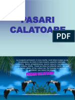 Pasari Calatoare