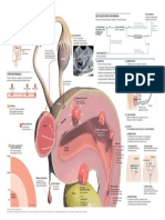 Infco Miomas Uterinos Copyright PDF