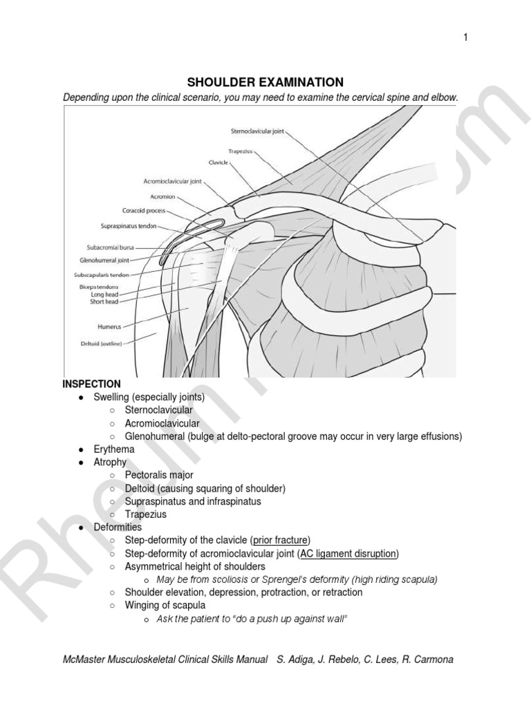 MSK Clin Skills Shoulder PDF | PDF | Shoulder | Anatomical Terms Of Motion