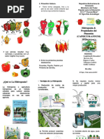 Triptico de Hidroponía & Ropiedades Del Pimentón