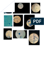 imagenes de hongos filamentosos.docx