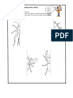 Simetria en Insectos